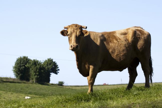 La Normandie, 3e région agro-alimentaire en France et 1ère région productrice de beurre, de crème et de fromages à base de lait de vache